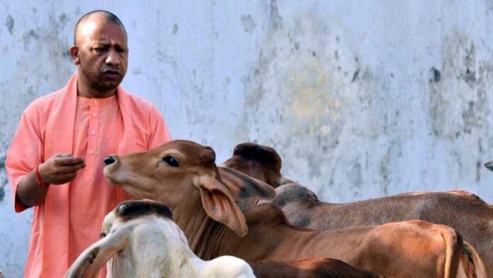 Yogi Ji with Cow
